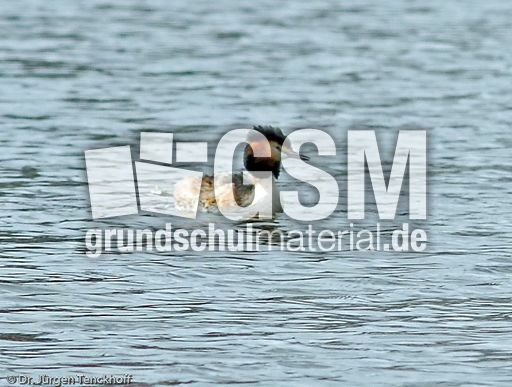 Haubentaucher (6 von 22).jpg